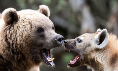 What Russia Could Do